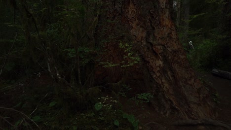 fpv from the dark fern covered ground panning up to the rainforest canopy, slow motion