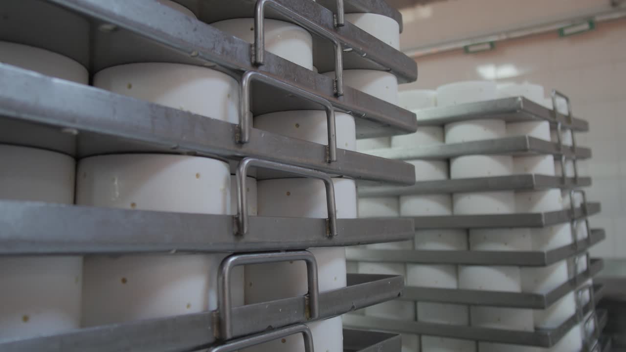 los quesos que se han formado enteros están ordenadamente dispuestos en una hoja de hornear