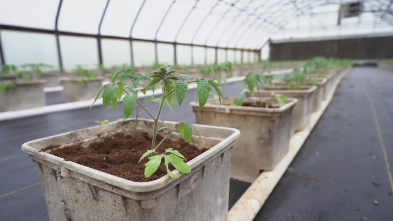 Young tomato plants recently transplanted into buckets in a greenhouse.