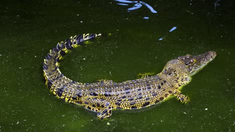 cocodrilos de agua salada buaya muara - granja de cocodrilos de percebes cerca de balikpapan, indonesia
