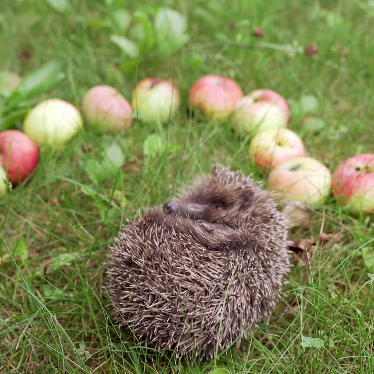Spiny hedgehog sleeping among fresh apples placed nicely on grass. Beautiful little hedgehog curled up in the garden and moving his small nose.