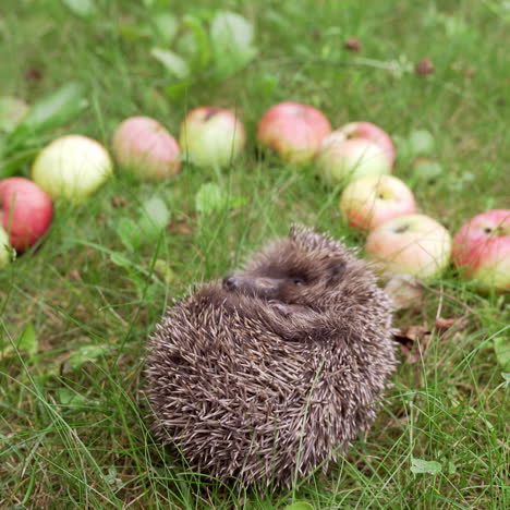 spiny hedgehog sleeping among fresh apples placed nicely on grass. beautiful little hedgehog curled up in the garden and moving his small nose.