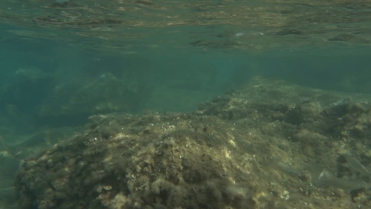 un banco de peces pequeños en aguas poco profundas cerca de la costa