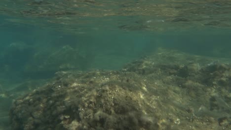 un banco de peces pequeños en aguas poco profundas cerca de la costa