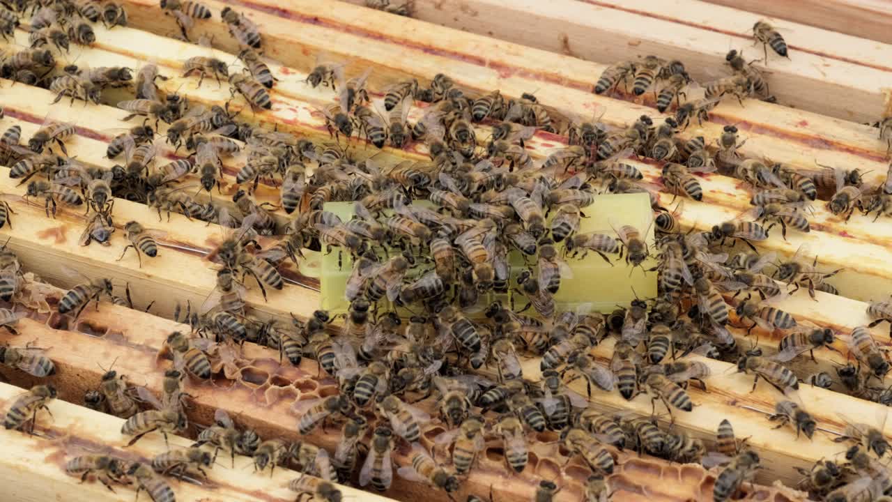 Closeup Shot Of Honey Bee Colony In A Beehive, Pet Bees Swarming