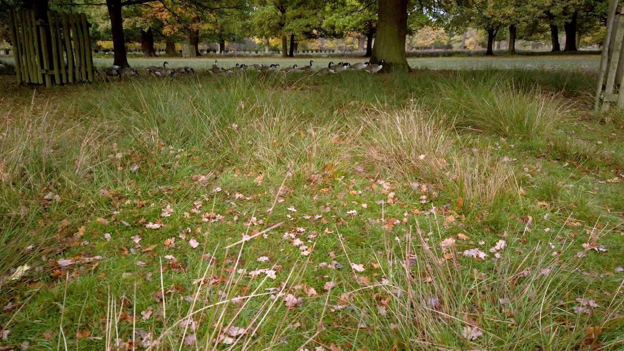 bando de gansos do canadá caminhando lentamente juntos pela grama