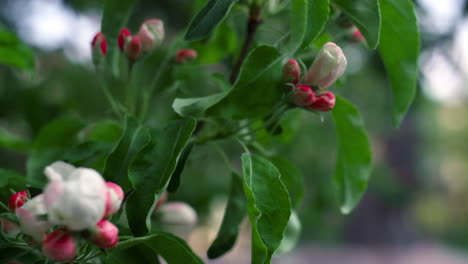 Tree-flowers-blooming-among-fresh-green-leafs-in-garden.-Nature-background.