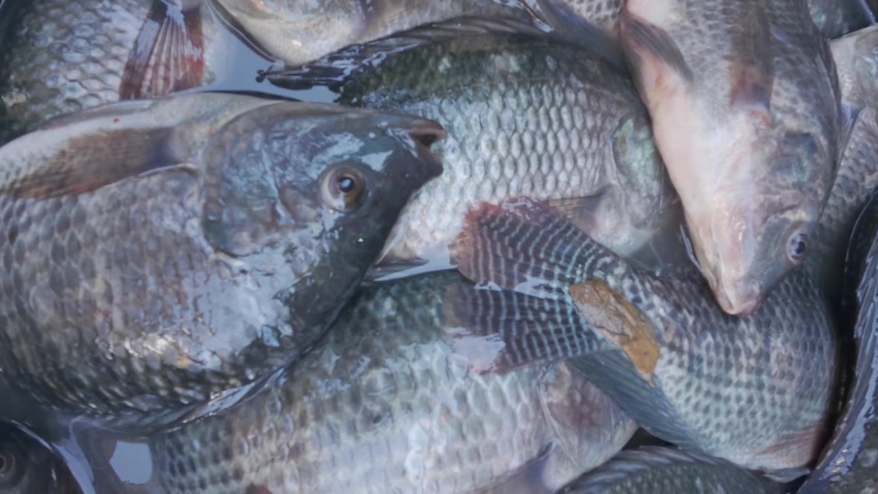 Pesce tilapia fresco in una bacinella nera