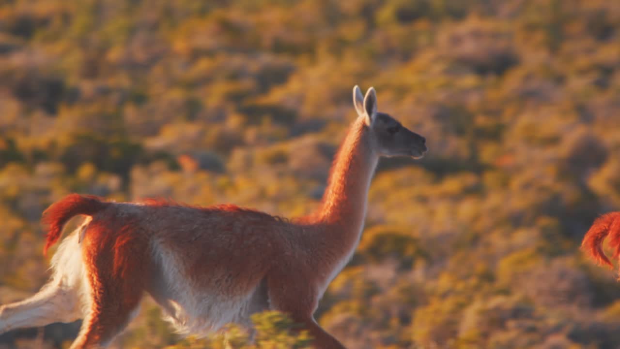siguiendo de cerca un rebaño de guanacos mientras corren en cámara lenta a través con sus largas patas