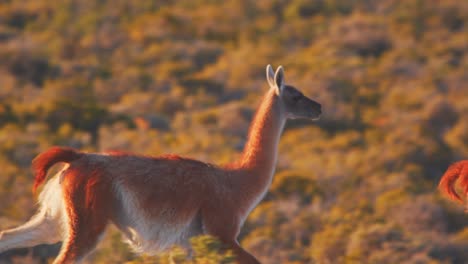 siguiendo de cerca un rebaño de guanacos mientras corren en cámara lenta a través con sus largas patas