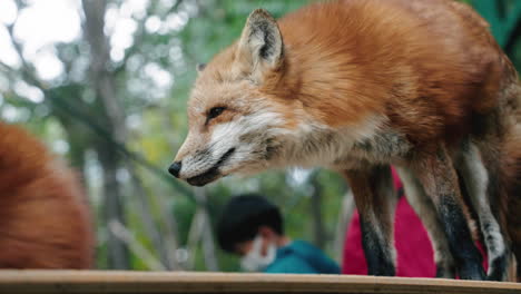 cross fox at miyagi zao fox village in miyagi, japan with visitors in mask during pandemic