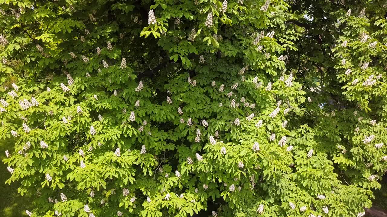 Fiori di castagno che sbocciano su un albero in un parco