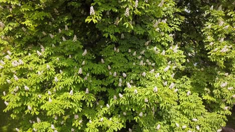 chestnut flowers blossoming on a tree in a park