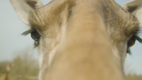 Eine-Super-Nahaufnahme-Des-Gesichts-Einer-Giraffe