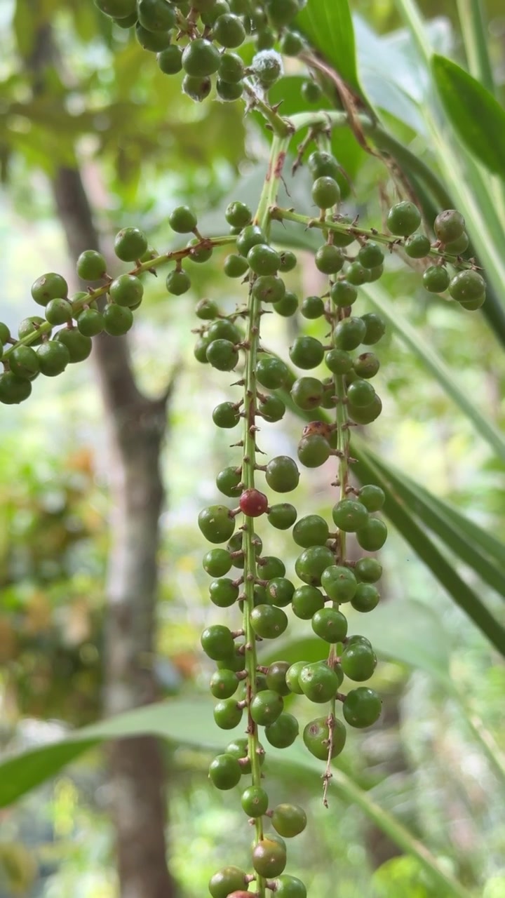 Primo piano di bacche verdi che pendono da una pianta tropicale
