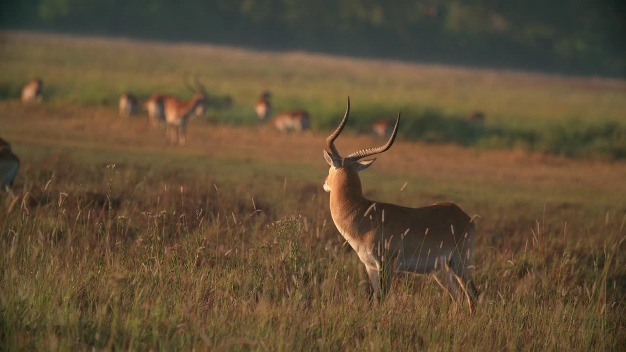Slow motion footage of an antelope standing in an open field