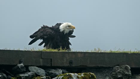 bald eagle shake off its drenched feathers and head. - close up