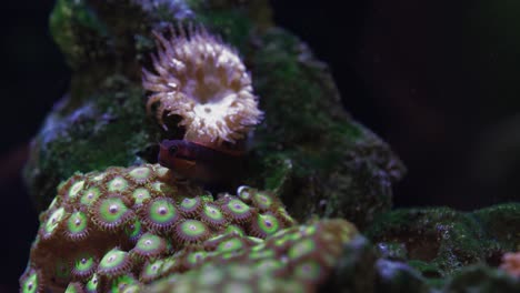 blenny bicolor se esconde en la cueva de coral en el acuario de agua salada