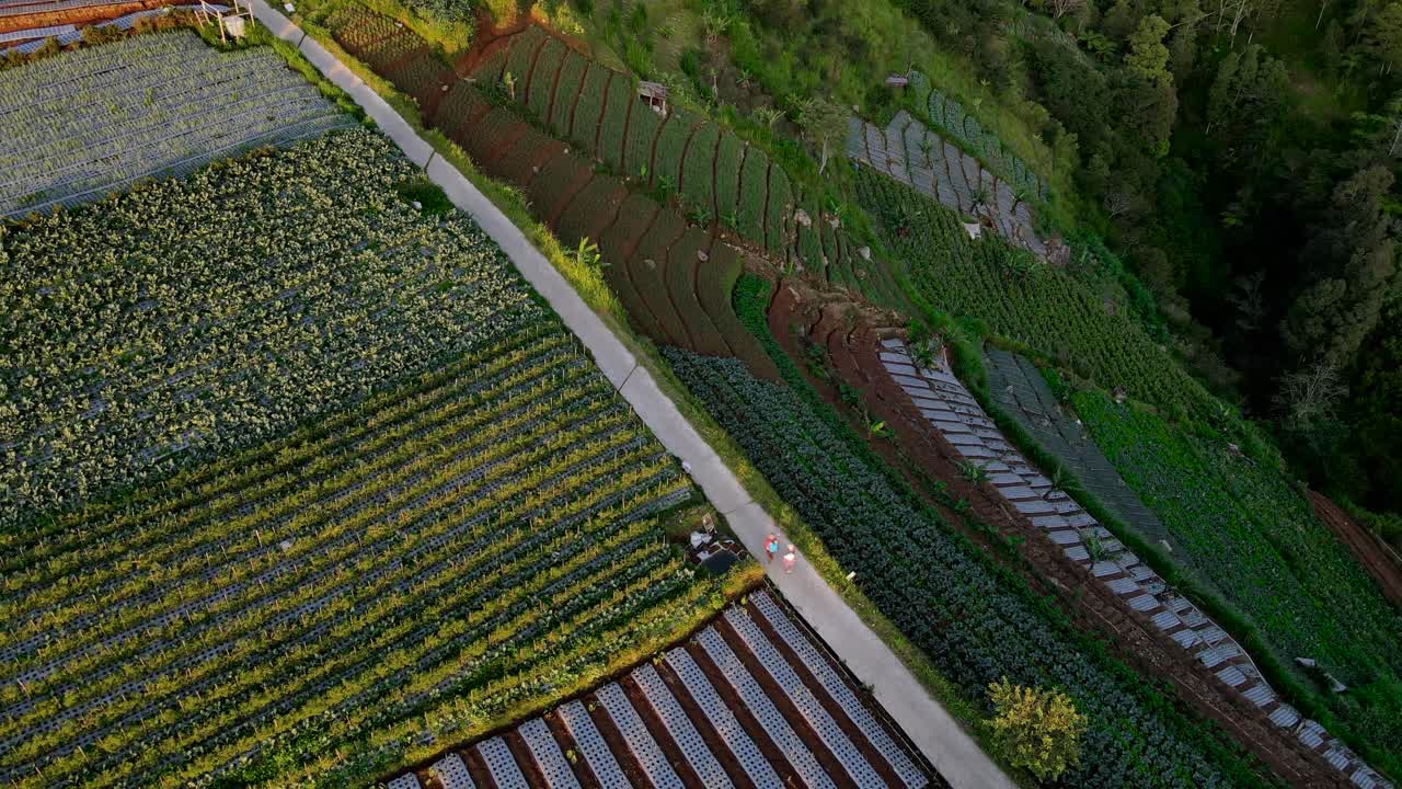 두 농부 가  에서 일 하기 위해 농장 중간 에 있는 길 을 고 있는 공중 사진