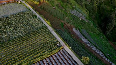 Aerial-view-of-Two-farmers-walk-on-the-road-in-the-middle-of-the-plantation-to-work-in-the-fields