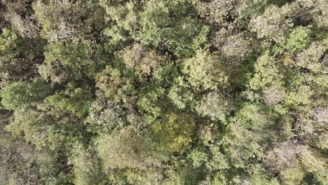 bosque naturaleza arboles 2