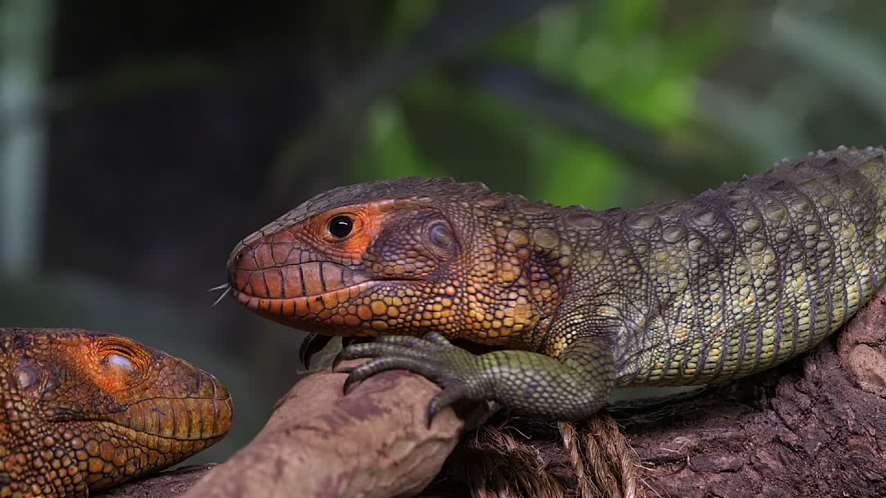 пара кайманов лизатд