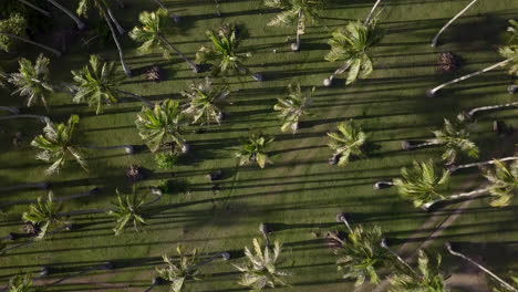 Bird's-eye-view-of-tall-coconut-palms-in-grassy-parkland