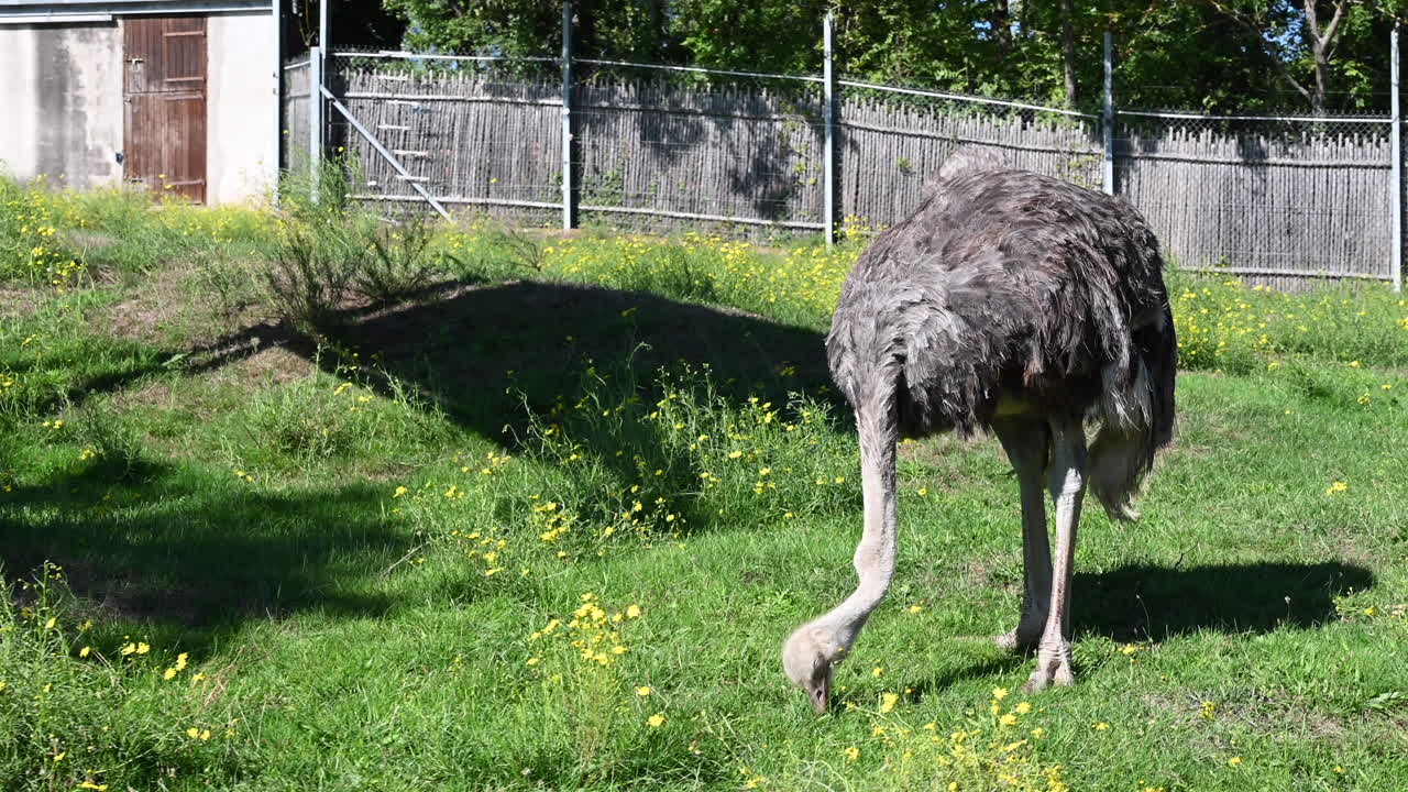 An ostrich pecks on the grassy ground of a field in a zoological park