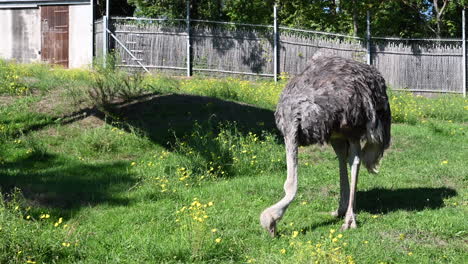 Un-Avestruz-Picotea-En-El-Suelo-De-Hierba-De-Un-Campo-En-Un-Parque-Zoológico