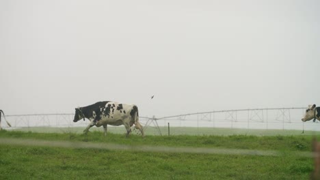 vaches au galop