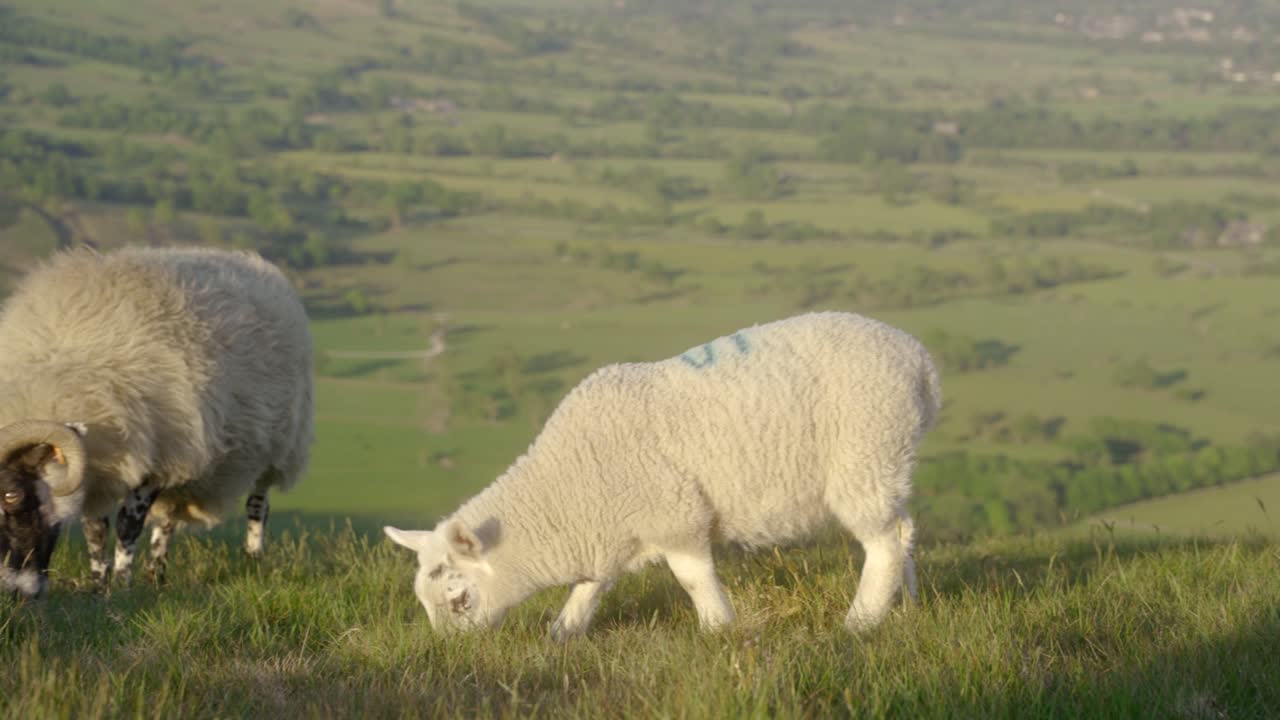 disparo de mano de tres ovejas pastando en la hierba en la parte superior de mam tor, castleton, peak district, inglaterra