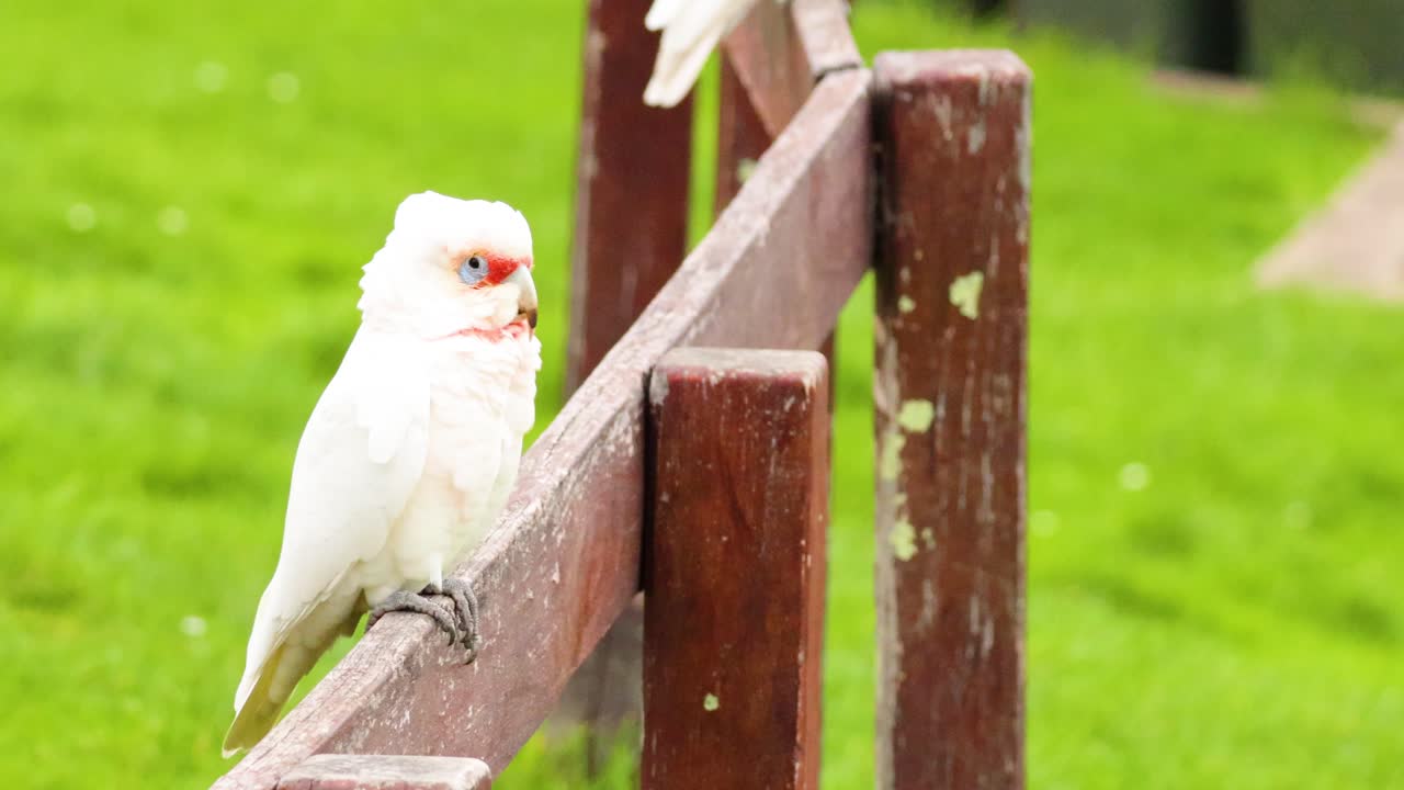 나무 울타리 에 고 있는 코라 새