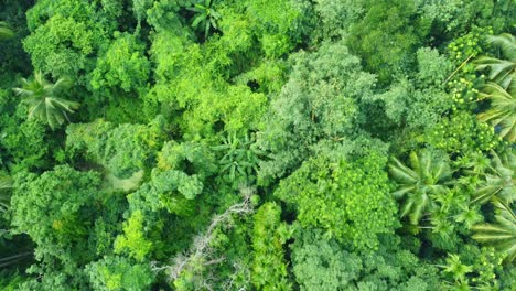 aerial or top view of deep green forest or jungle-2