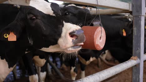 vaca comiendo cubo de sal en una granja animal