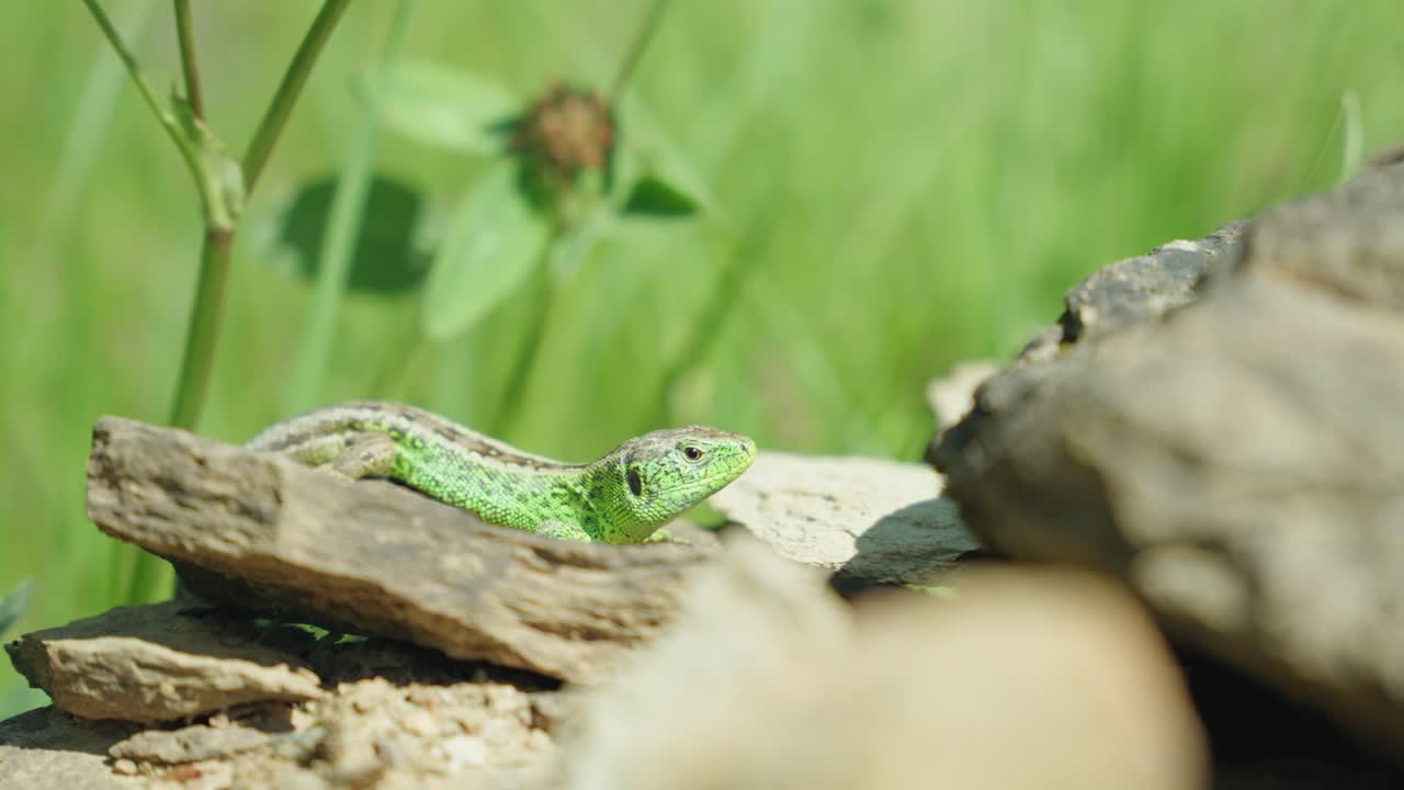 草と緑の植物のぼやけた黒地で岩の上に休む緑の砂のトカゲ