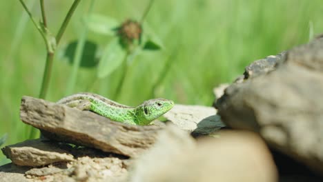 green sand lizard resting on rock with blurred blackground of grass and green plants