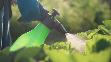 close up of gardener wearing blue gloves using spray bottle to fumigate green leafy plants under sunlight, with mist spraying from nozzle, highlighting agricultural care and pesticide