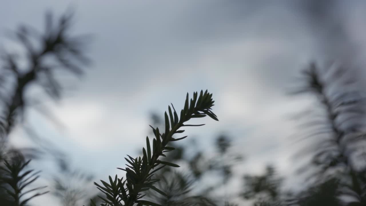 Ekstremt nærbillede, statisk optagelse af en grangren, der blæser i vinden og giver en kølig og efterårsagtig stemning på en kold morgen