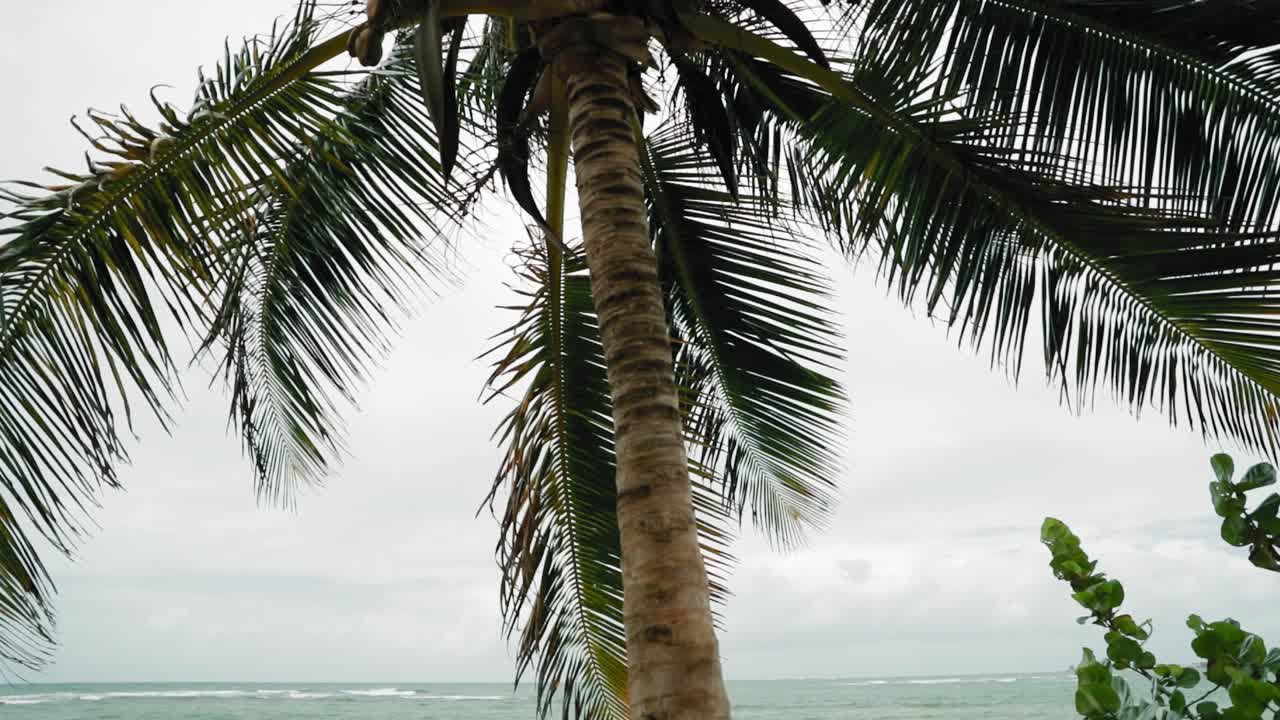 Palm tree on a beautiful blue water bay in Tobago