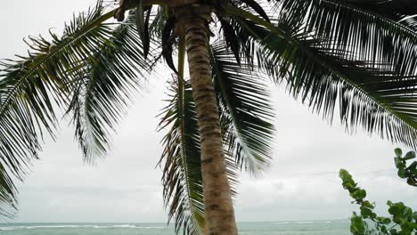 palm tree on a beautiful blue water bay in tobago