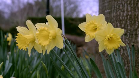 un primer plano de narcisos amarillos