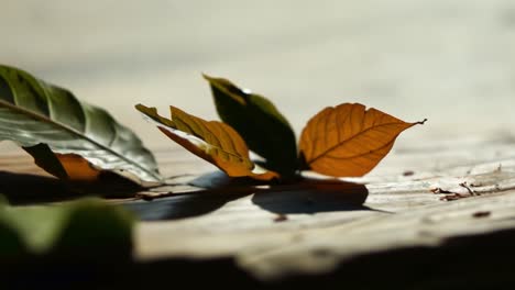 leaves on the ground
