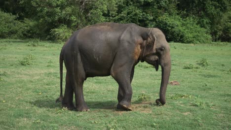 Huge-elephant-kicking-dirt-and-eating-grass-with-trunk-in-the-wild-in-Sri-Lanka