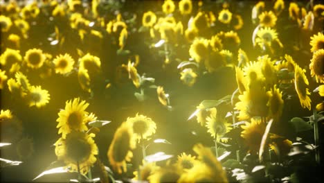 girasoles floreciendo a finales del verano