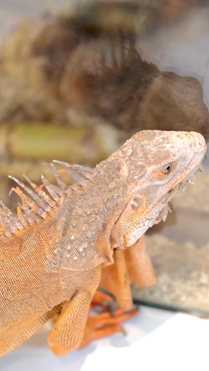 Un'iguana dorata osserva il suo riflesso all'interno di un terrario di vetro, sotto una luce brillante, in un ambiente calmo