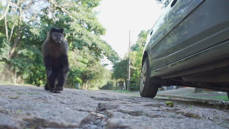 mono capuchino en el camino viene hacia y luego sale corriendo en brasil, cámara de ángulo bajo, cámara lenta