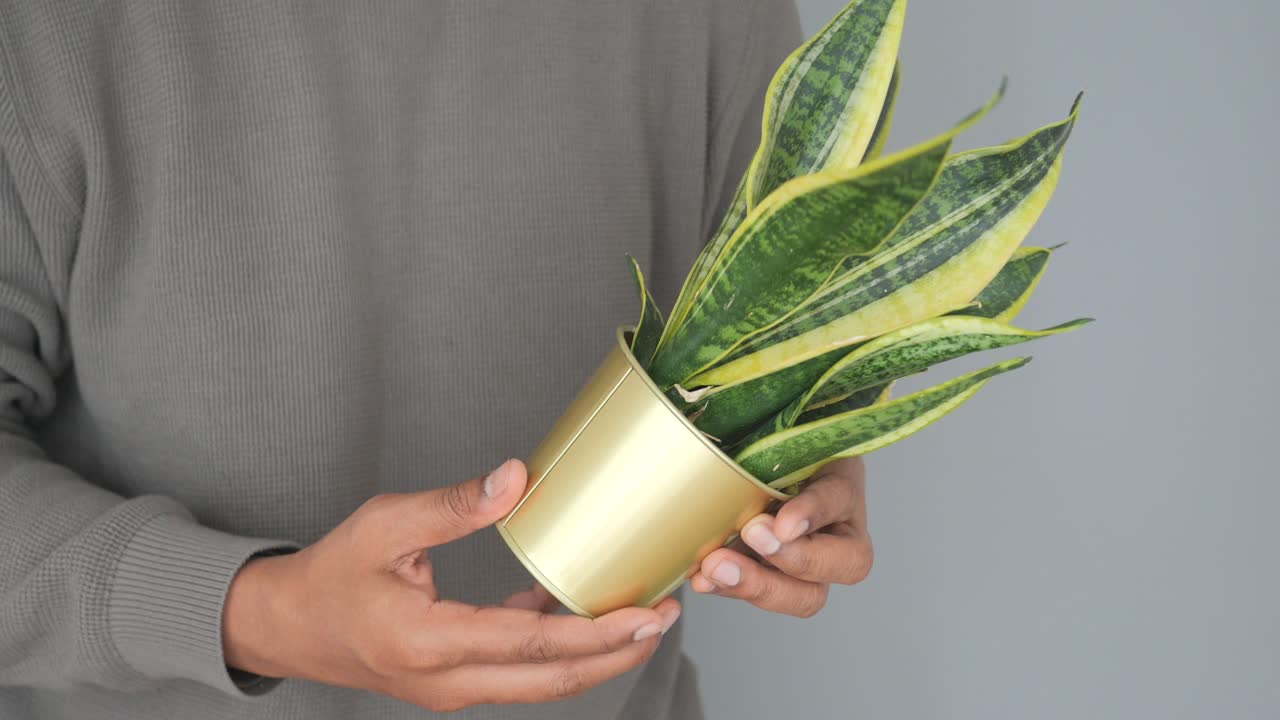 Persona che tiene in mano una sansevieria in un vaso dorato
