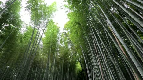 Arashiyama-Bamboo-Forest-In-Kyoto-Japan