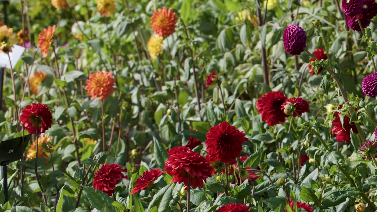 Vibrant flowers in full bloom, natural daylight, smooth camera pan, lush garden environment
