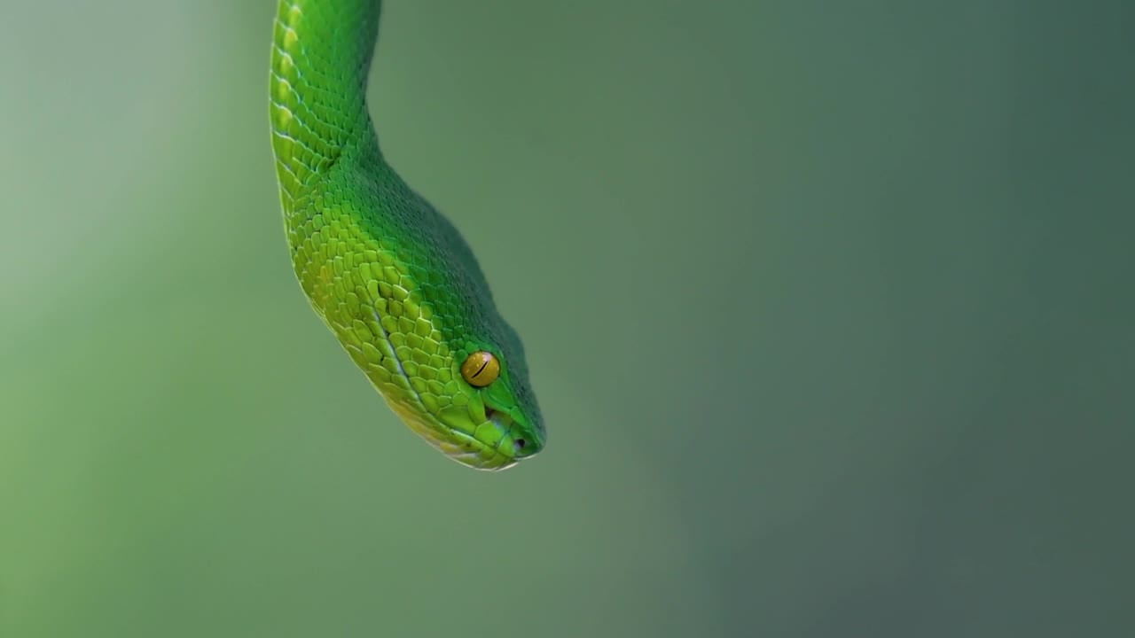 La vipera delle fosse dalle labbra bianche è una vipera velenosa endemica del Sud-est asiatico e si trova spesso di notte in attesa su un ramo o un fusto d'albero vicino a uno specchio d'acqua con abbondanza di prede.